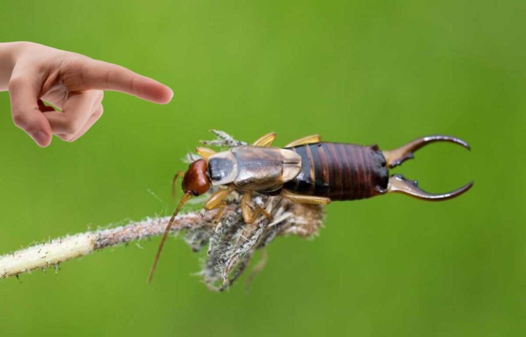 Stai molto attento all’insetto forbice: se lo trovi in giardino significa che