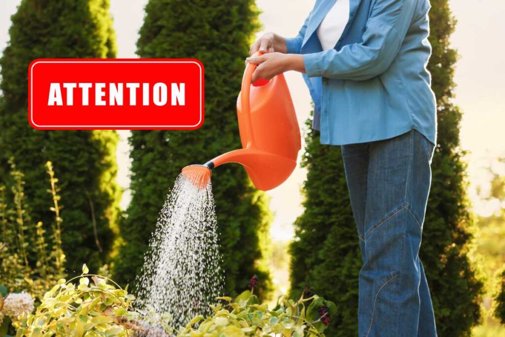 L’errore che il 90% delle persone fa quando innaffia le piante in vaso e che le fa morire lentamente