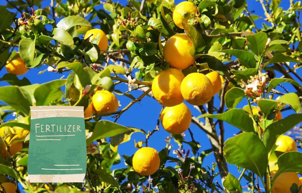 Il miglior concime per il limone: scopri il segreto per una fioritura ricca e sana