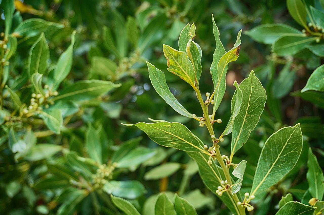 Un rametto di alloro verde su sfondo naturale, simbolo dei benefici di piantarlo in giardino.