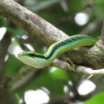 Serpente verde mimetizzato tra le piante di un giardino soleggiato.