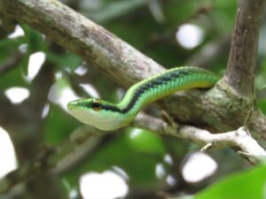 Serpente verde mimetizzato tra le piante di un giardino soleggiato.
