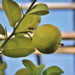 Concime per limoni ricchi di vitamina C, con istruzioni su come utilizzarlo efficacemente.