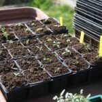 Orto primaverile: piante e semi da mettere a dimora a marzo per una raccolta abbondante.