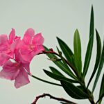 Oleandro potato in modo errato, senza fiori, evidenziando problemi di potatura.