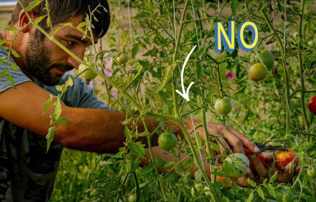 Addio pali: il trucco del filo per pomodori che sta spopolando