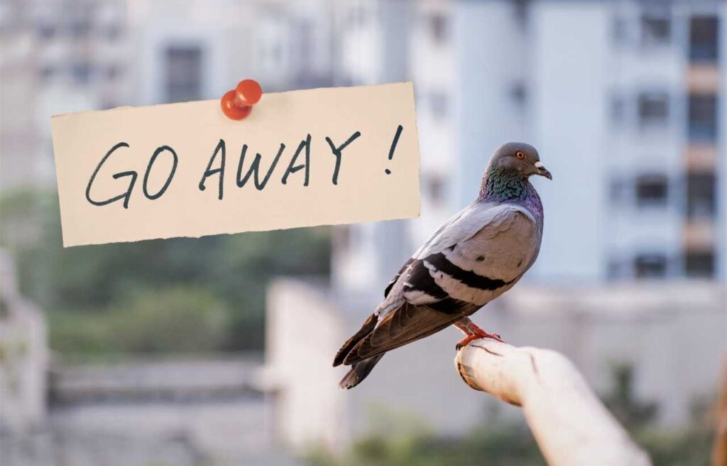 Repellente naturale per piccioni: il trucco del colore che pochi conoscono