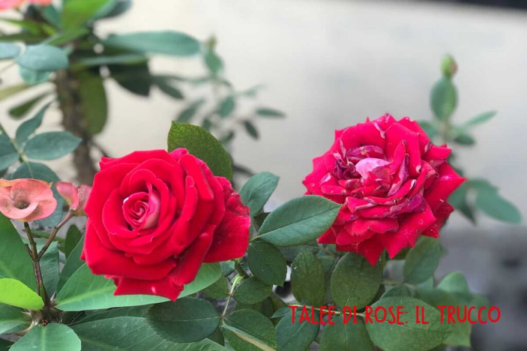 Talea di rose: il trucco della nonna per farle radicare al 100%