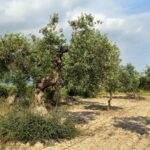 Giardiniere mentre pota un olivo, mostrando tecniche di potatura efficaci e corrette.
