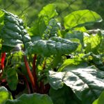 Coltivazioni in ombra parziale con piante verdi e rigogliose, ideali per la primavera.