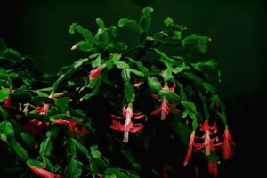 Cactus di Natale in fiore, simbolo di cura e fioritura continua, su sfondo verde.