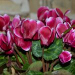 Ciclamino in vaso con foglie verdi, evidenziando la tecnica d'innaffiatura mattutina.