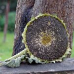 Girasoli giganti in un campo, pronti per essere seminati a marzo e fiorire a luglio.