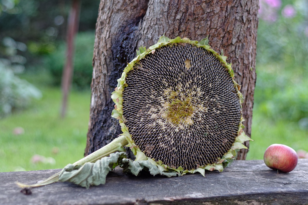 Girasoli giganti in un campo, pronti per essere seminati a marzo e fiorire a luglio.