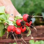 Orto sul balcone con ortaggi insoliti da seminare per raccolti veloci a giugno.