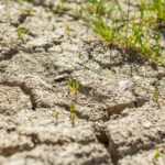 Cartone utilizzato per rigenerare terriccio esausto in giardino.