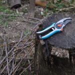 Potatura dei lamponi a fine inverno per aumentare la produzione estiva del 30%.