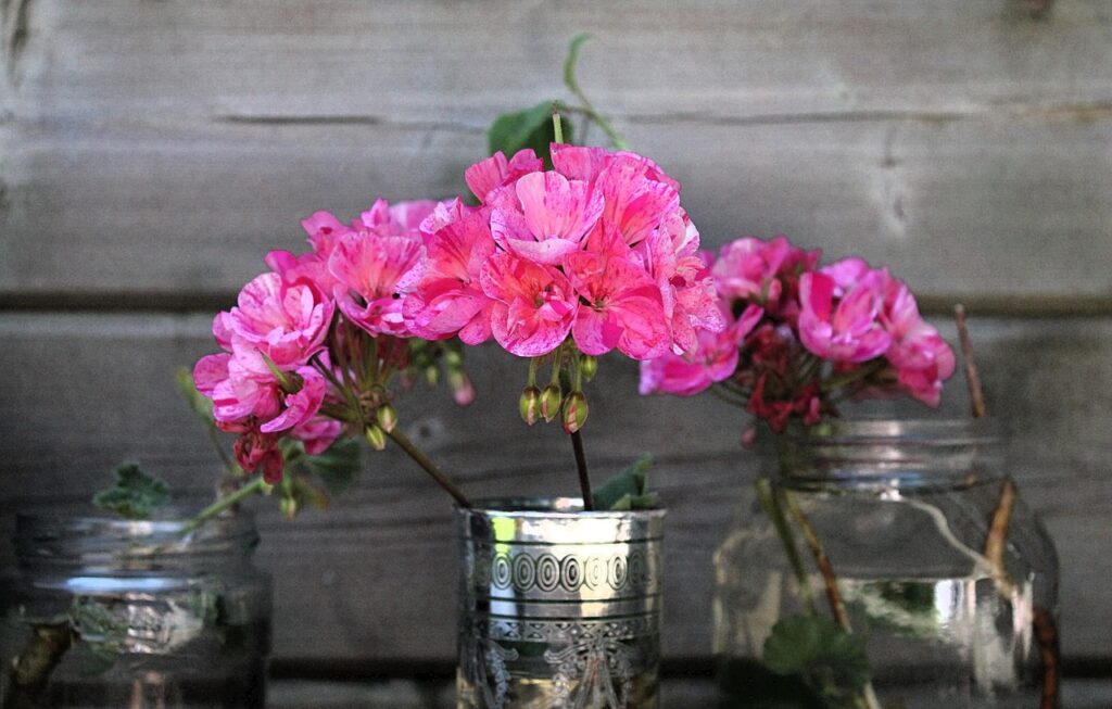 Talee di geranio: metodi efficaci per una propagazione di successo