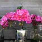 Talee di geranio fresche in vaso, pronte per la propagazione e la crescita.