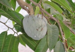 Questo albero da frutto attira serpenti: ecco perché è meglio evitarlo in giardino