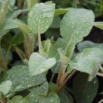 Salvia in vaso pronta per il trapianto, con foglie verdi e aromatiche.