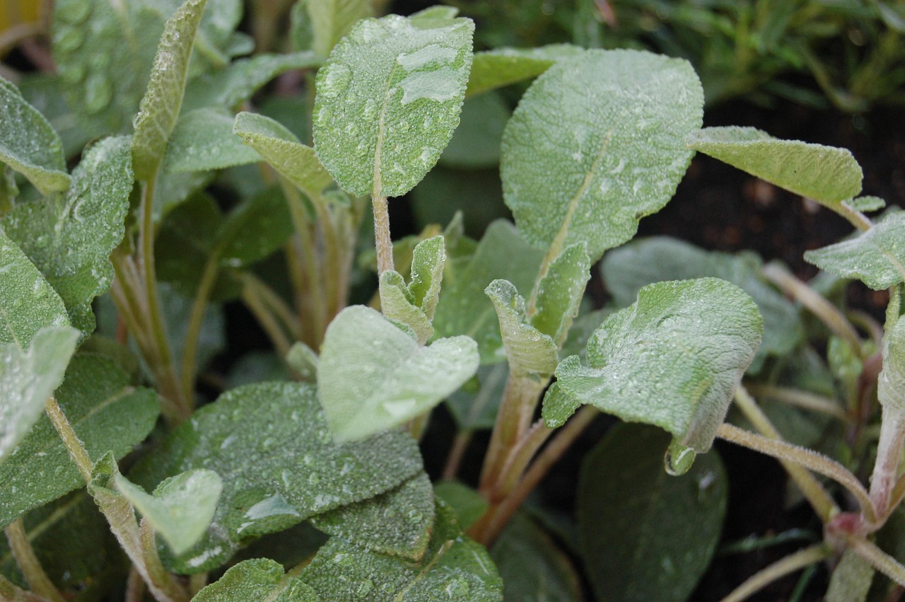 Salvia in vaso pronta per il trapianto, con foglie verdi e aromatiche.