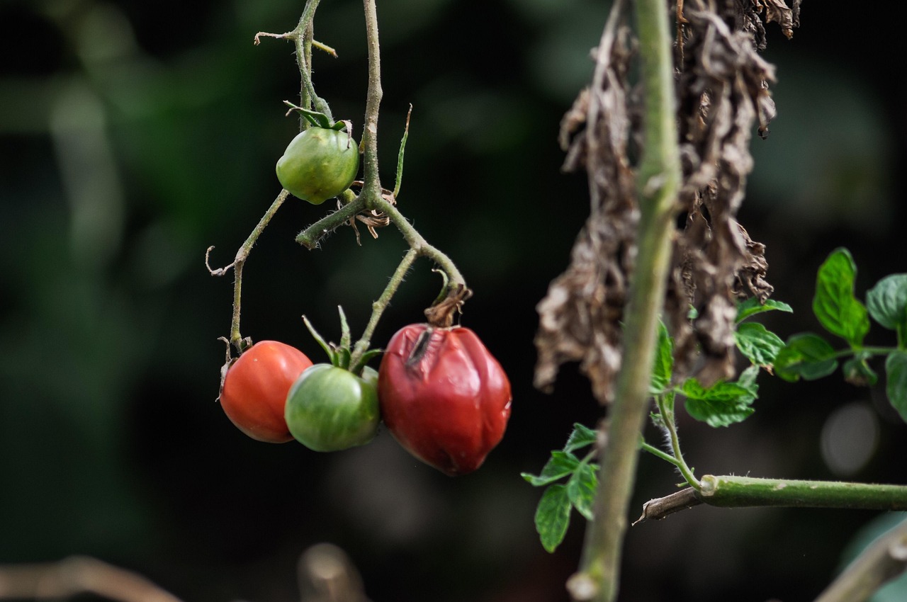 Cenere di legno sparsa attorno a piante di pomodoro in un orto.