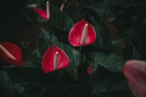 Come tenere un Anthurium in casa? Ecco la guida