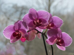 Come annaffiare le orchidee: il metodo giapponese