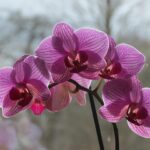Giardiniere che innaffia orchidee con metodo innovativo in un giardino fiorito.