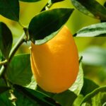 Limone con foglie ingiallite, evidenziando la carenza di minerali nel terreno.