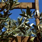 Ulivo in vaso sano con foglie verdi, simbolo di cura e segreti per mantenerlo rigoglioso.