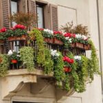 Piante da balcone resistenti al caldo estivo, ideali per un giardino a bassa manutenzione.