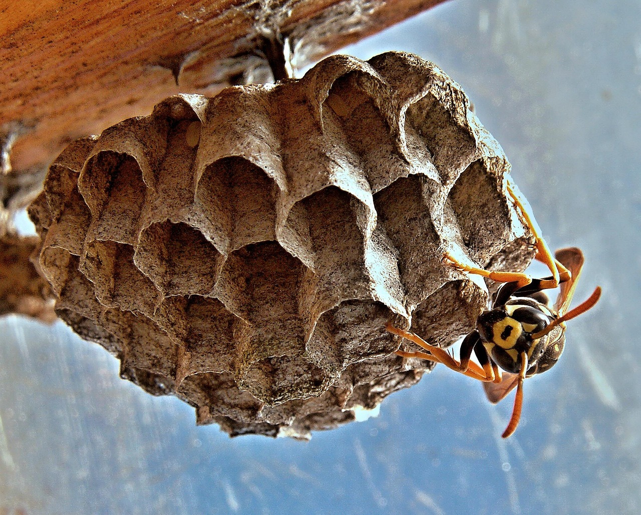 Nido di vespe in un vaso da giardino, simbolo di infestazione da trattare con metodi naturali.