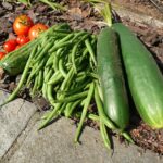 Ortaggi resistenti alla siccità in un orto, suggerimenti per risparmiare acqua durante l'estate.