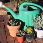 Una pianta grassa in vaso con terreno umido, simbolo della corretta innaffiatura in primavera.