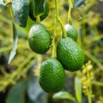 Seme di avocado piantato in un vaso con terriccio, pronto per germogliare.
