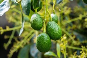 Come piantare il seme di un avocado: il trucco del giardiniere