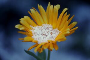 Bicarbonato di sodio sulle piante: funziona davvero o è solo un mito?