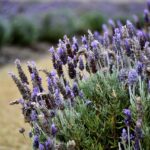 Lavanda potata in giardino, mostrando rami sani e fioriture verdeggianti.