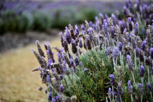 Lavanda potata in giardino, mostrando rami sani e fioriture verdeggianti.