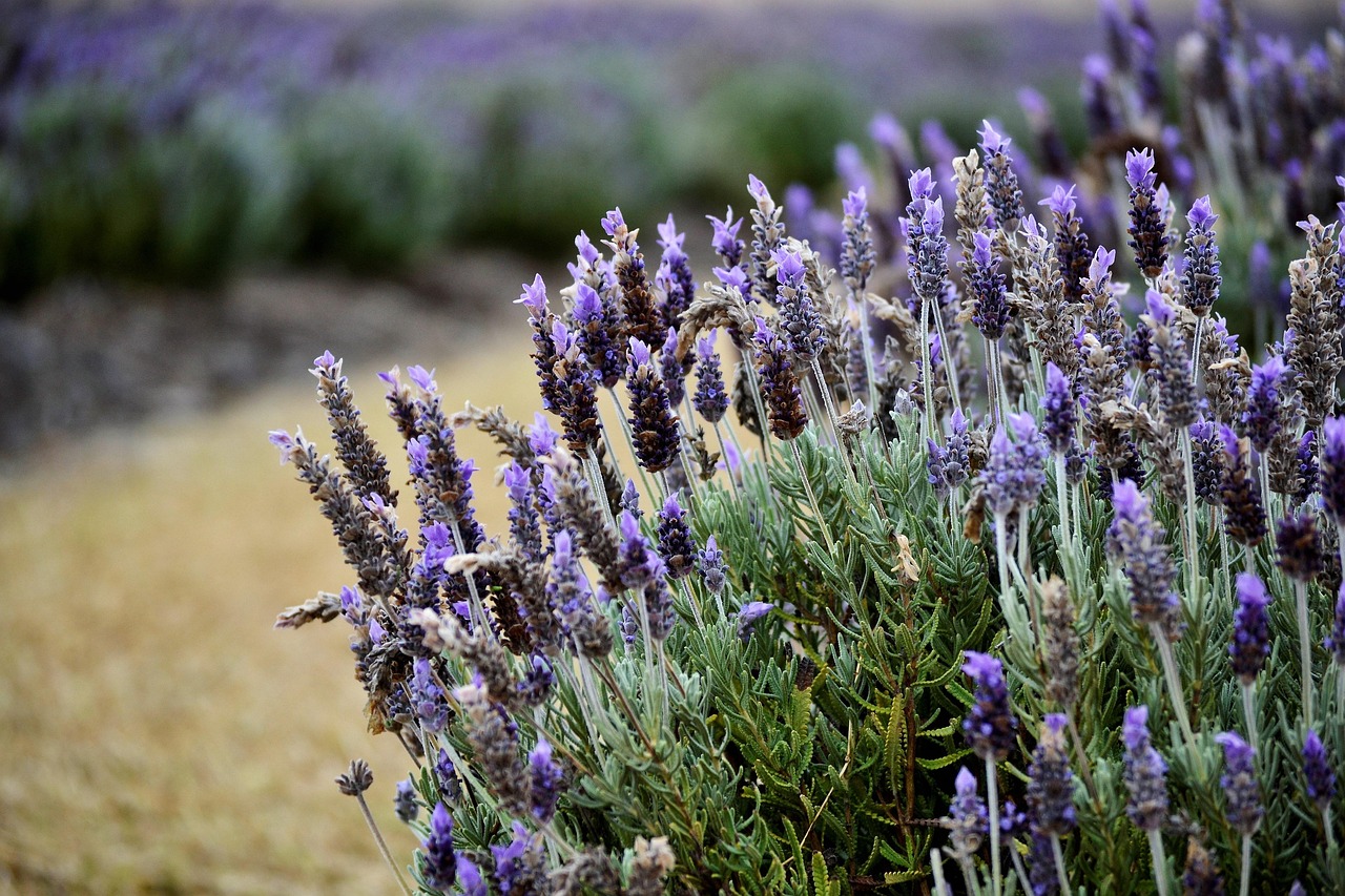 Lavanda potata in giardino, mostrando rami sani e fioriture verdeggianti.