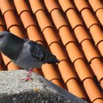 Dischetti colorati posizionati su un balcone per allontanare i piccioni.