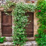 Pianta rampicante sempre in fiore, rigogliosa e resistente, che si arrampica su un supporto verde.