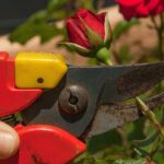 Rosa in fiore con strumenti da potatura, simbolo di cura per una fioritura abbondante.