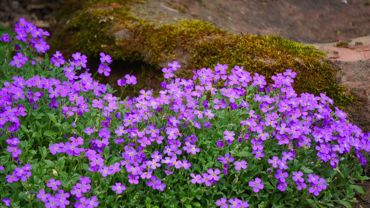 Varietà di perenni basse che abbelliscono un bordo di giardino, creando un'oasi colorata e rigogliosa.
