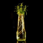 Ingredienti naturali per la crescita delle piante, con foglie verdi rigogliose in un giardino.