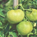 Cenere utilizzata come fertilizzante per pomodori in un vaso di fiori.