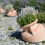 Lavanda in vaso con fiori viola, simbolo di bellezza e profumo, pronta per la coltivazione.