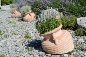 Coltivazione della lavanda in vaso: tecniche per fioriture profumate e durature